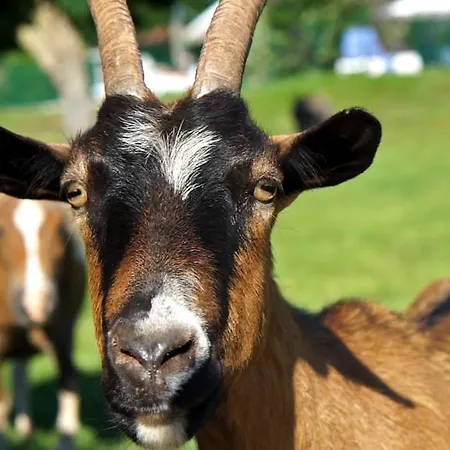 Le Hameau Des Genets Ferienpark Montlaur (Aveyron)