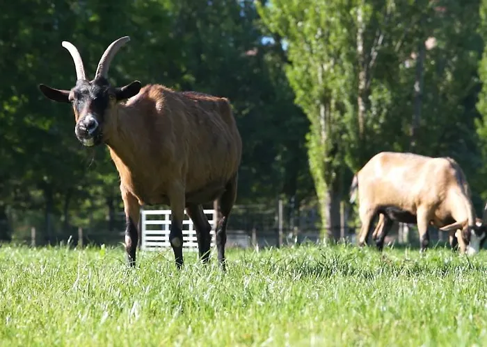 Parco vacanze Le Hameau Des Genets