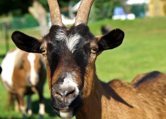 Le Hameau Des Genets 홀리데이파크 Montlaur (Aveyron)